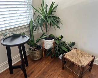 Live Plants And Stands
