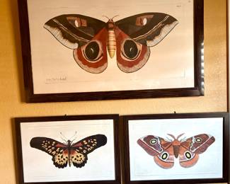 Framed butterfly prints 