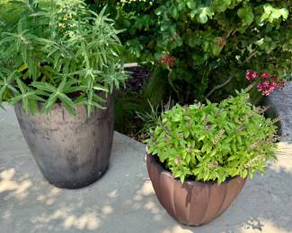 Assorted live plants and pots 