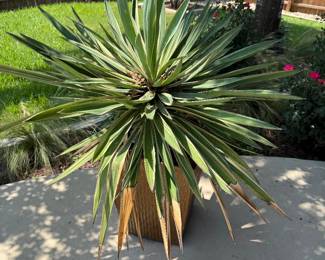 Large plant and pot 
