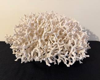 Vintage Natural Huge Birds Nest Coral