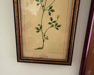 Black Medick Botanical Print