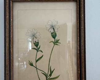 Silene Vulgaris (Inflata) Botanical Print by F.E. Hulme