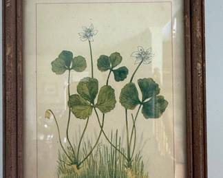Vintage Botanical Print: Gold Thread (Coptis trifolia)