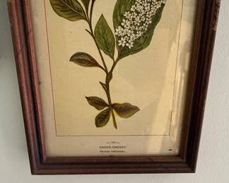 Vintage Botanical Print - Choke Cherry (Prunus virginiana)