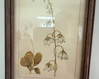 Shin-Leaf (Pyrola Elliptica) Botanical Print from 'Wild Flowers of America'