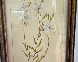 Vintage Gaura Lindheimeri Botanical Print