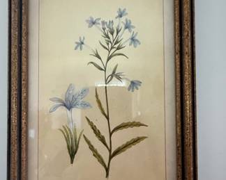 Palmerella Debilis Serrata Botanical Print