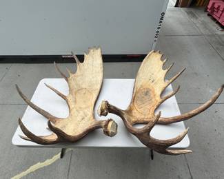 HUGE moose antlers