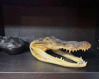 Alligator head