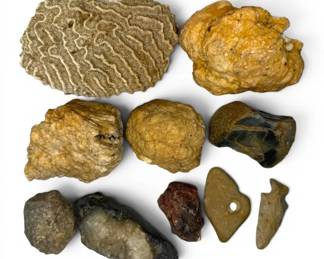 Fossils Stones