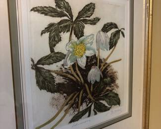 Set of 4 Botanicals