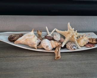 Various Beach Shells