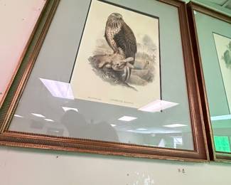 Large J. Gould (Rough Legged Buzzard) Archibuteo Lagopus