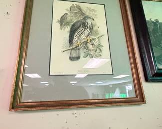 Large J. Gould Lithograph of (European Honey Buzzard) Pernis apivoris
