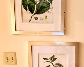 Botanicals of all shapes and sizes