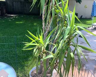 LARGE PLANTS
