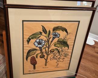 "Stramonia" framed botanical print