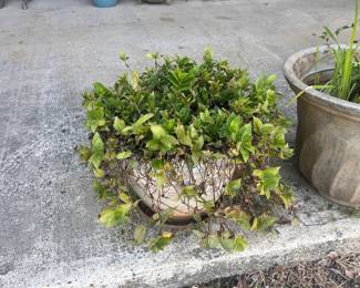 Live plants!