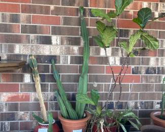 Live plants!