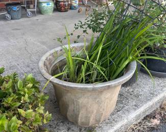 Live plants!
