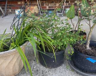 Live plants!
