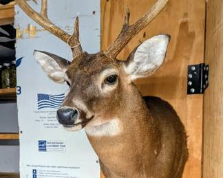 Deer heads