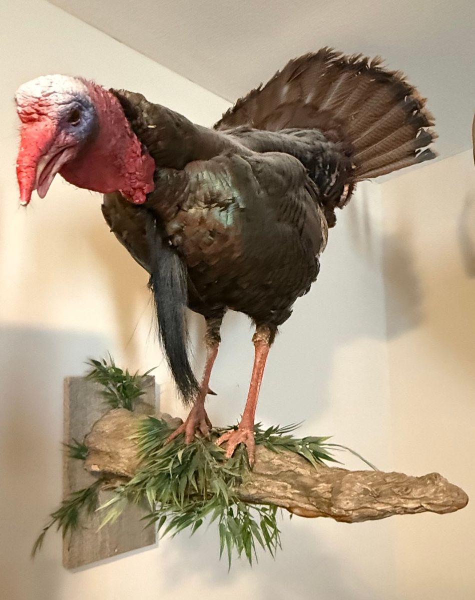Eastern Wild Turkey Taxidermy Mount - 5 Bearded Record Book Turkey for TN