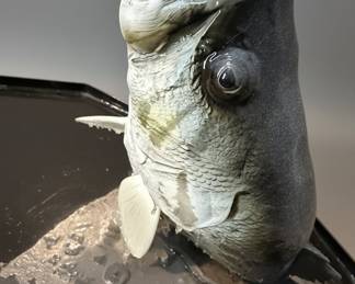 Taxidermy Largemouth Bass with Frog Diorama