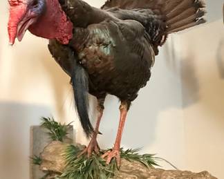 Eastern Wild Turkey Taxidermy Mount - 5 Bearded Record Book Turkey for TN