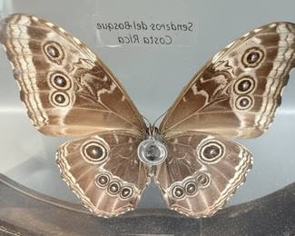 Blue Morpho Butterfly Specimen Display