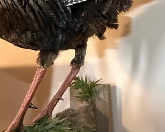 Eastern Wild Turkey Taxidermy Mount - 5 Bearded Record Book Turkey for TN