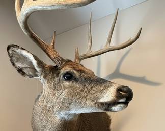 Whitetail Deer Taxidermy Mount