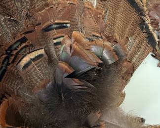 Turkey Fan and Beard Display Mount
