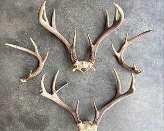 Whitetail Deer Antlers