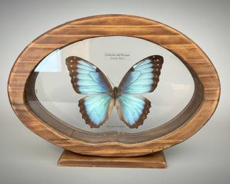 Blue Morpho Butterfly Specimen Display