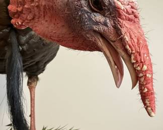 Eastern Wild Turkey Taxidermy Mount - 5 Bearded Record Book Turkey for TN
