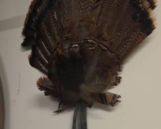 Wild Turkey Fan and Beard Display
