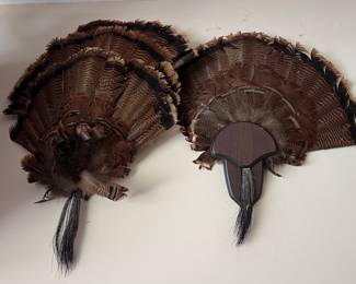 Turkey Fan and Beard Display Mount