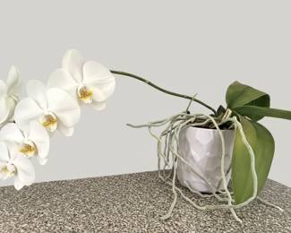 Phalaenopsis Orchid Plant