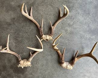 Whitetail Deer Antlers