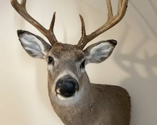 Whitetail Deer Taxidermy Mount