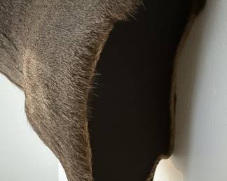 Whitetail Deer Taxidermy Mount