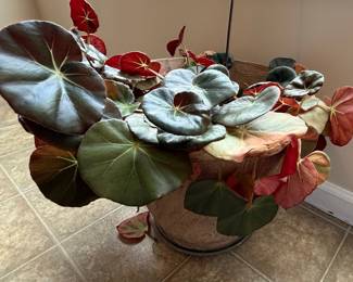 Begonia 'Looking Glass'
