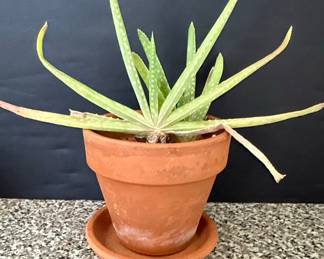 Aloe Vera Plant in Terracotta Pot