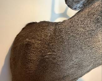Whitetail Deer Taxidermy Mount
