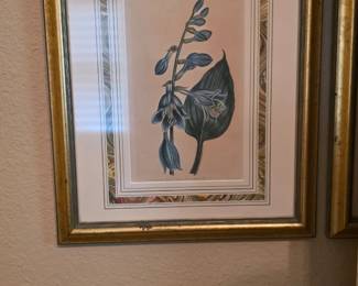 Curtis Lily