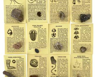 12pc Fossil Collection