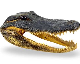 Genuine Taxidermy Alligator Head