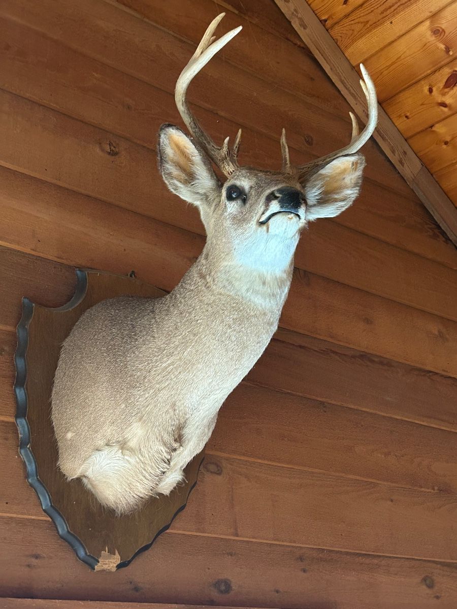 Lot #2 - $125 -9 point whitetail deer. Plaque is damaged as shown. 24" from the wall to end of nose, 37" top of antler to bottom of the plaque, 12" wide rack